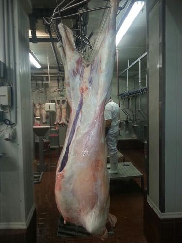 Carcass bárány